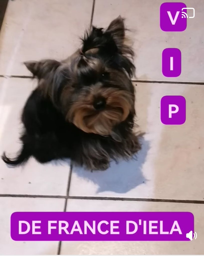 de France D'Iela - Chiot disponible  - Yorkshire Terrier