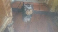 de France D'Iela - Yorkshire Terrier - Portée née le 01/01/2017