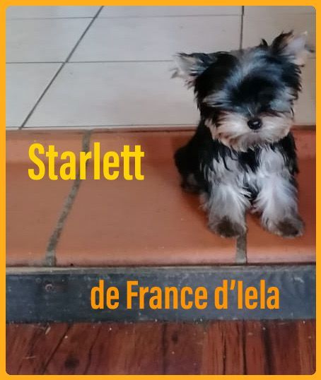 de France D'Iela - Chiot disponible  - Yorkshire Terrier
