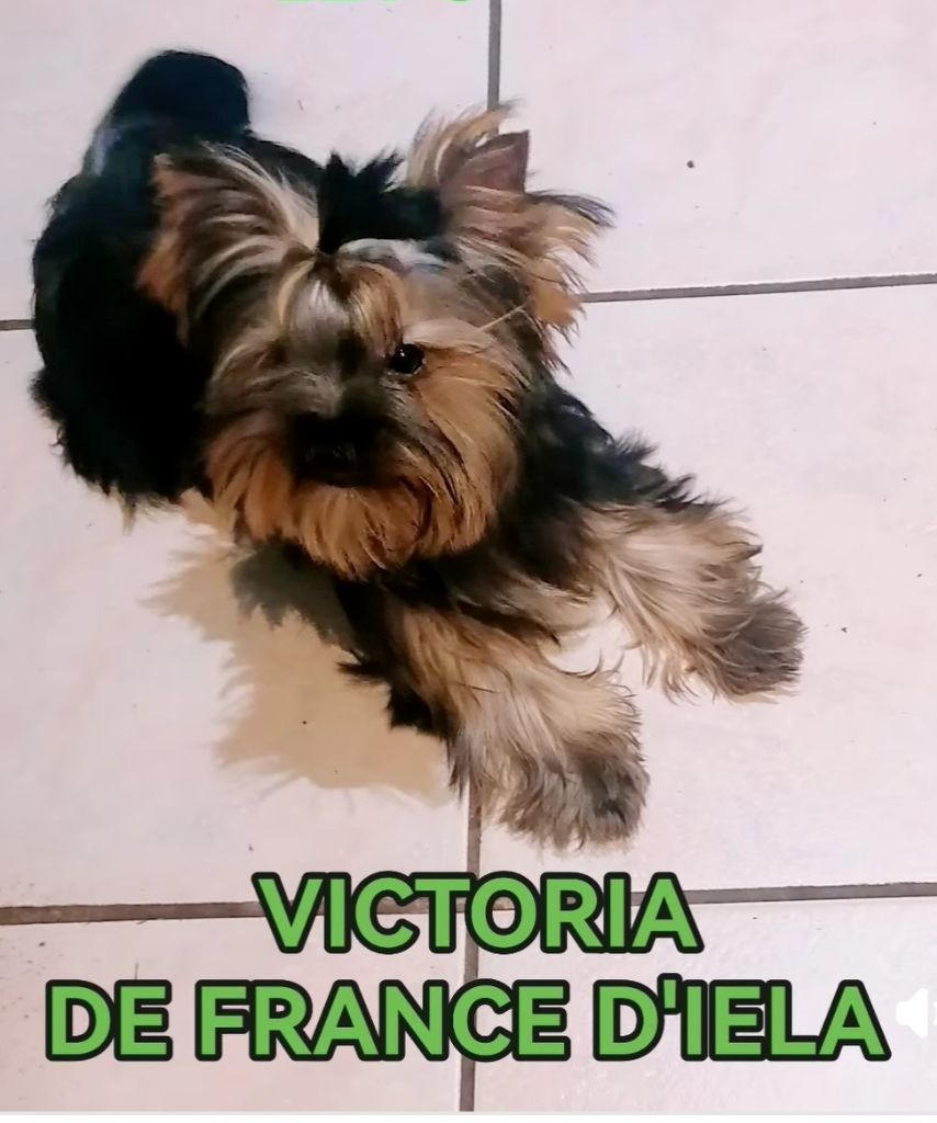 de France D'Iela - Chiot disponible  - Yorkshire Terrier