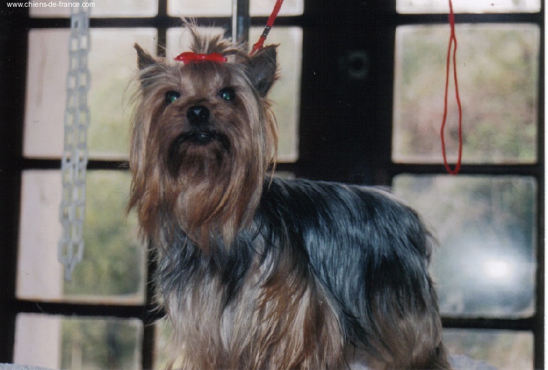 Snipper de France D'Iela