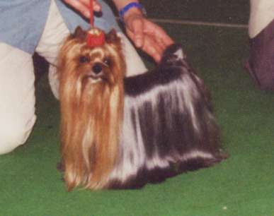 CH. Miss dior de France D'Iela