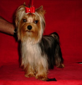 Riquita de France D'Iela