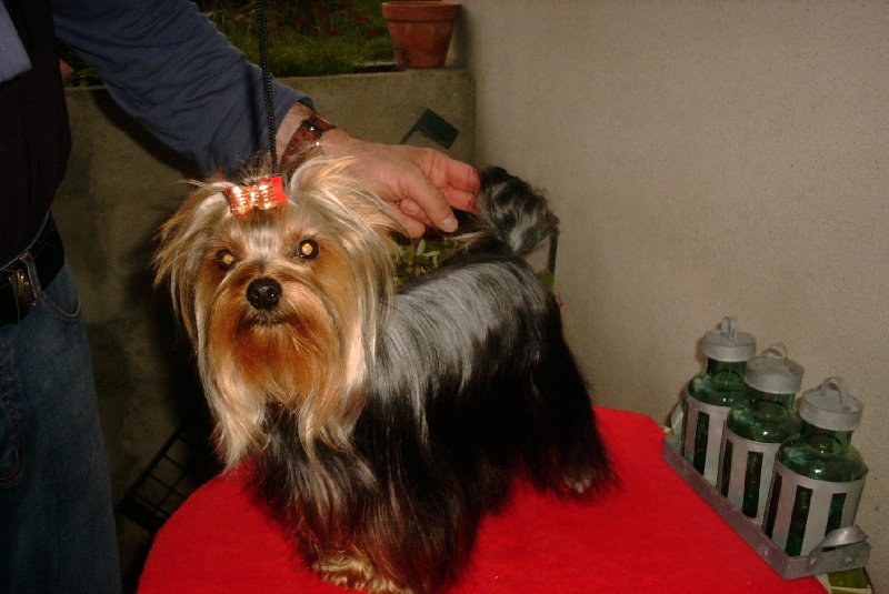 CH. Basile de France D'Iela