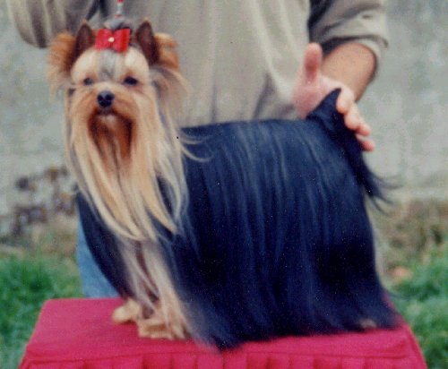 CH. Indigo de France D'Iela