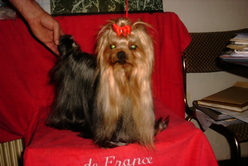 Obtained by de France D'Iela