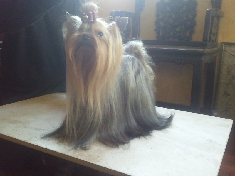Guapo de France D'Iela