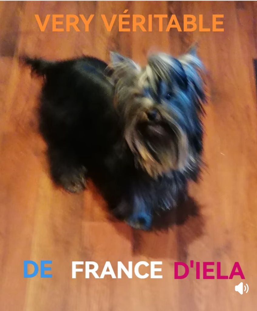 Very vÉritable de France D'Iela