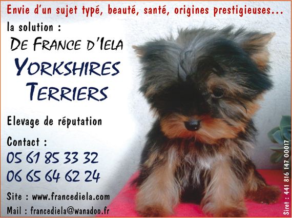 de France D'Iela - AUX FANS DE PETITS GABARITS