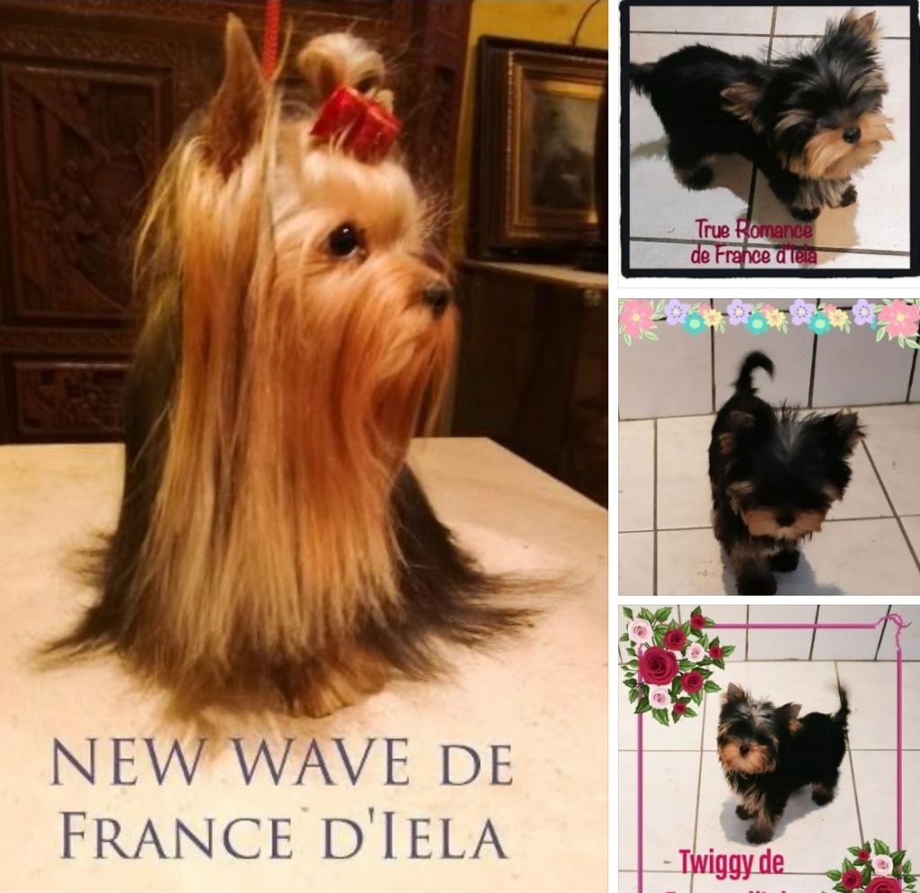 de France D'Iela - NEW WAVE ET SES FILLES !