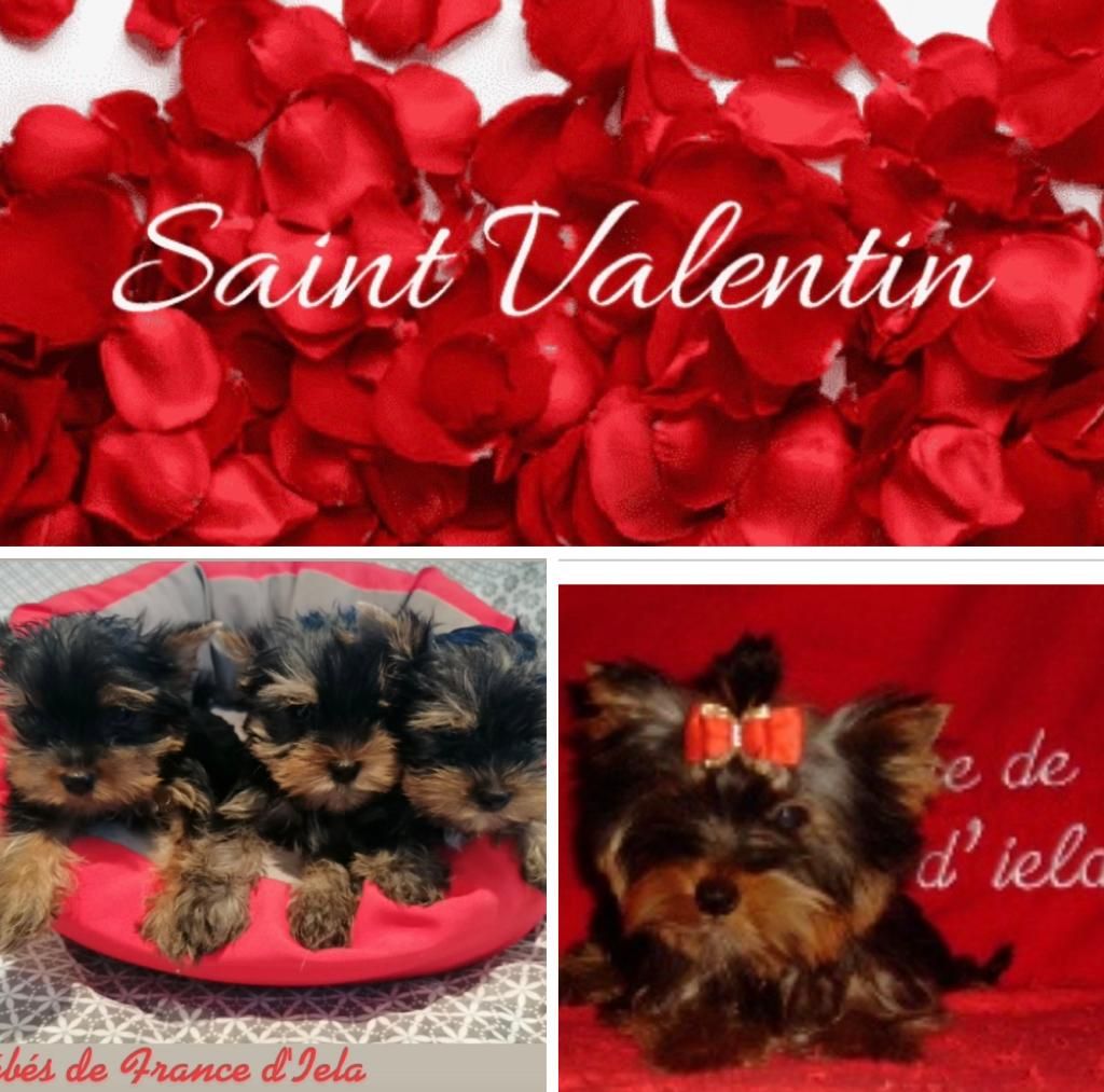 de France D'Iela - VALENTIN 'S DAY