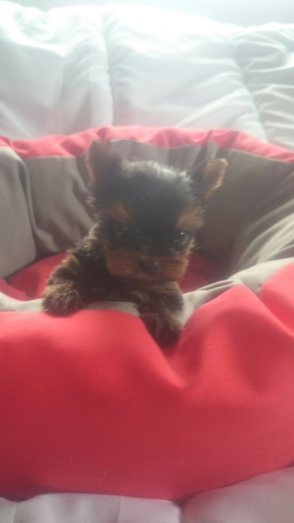 de France D'Iela - Yorkshire Terrier - Portée née le 20/06/2019