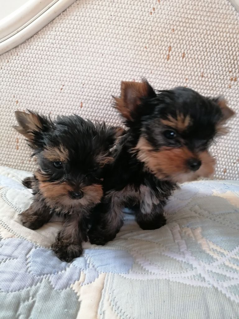 de France D'Iela - Yorkshire Terrier - Portée née le 10/08/2022