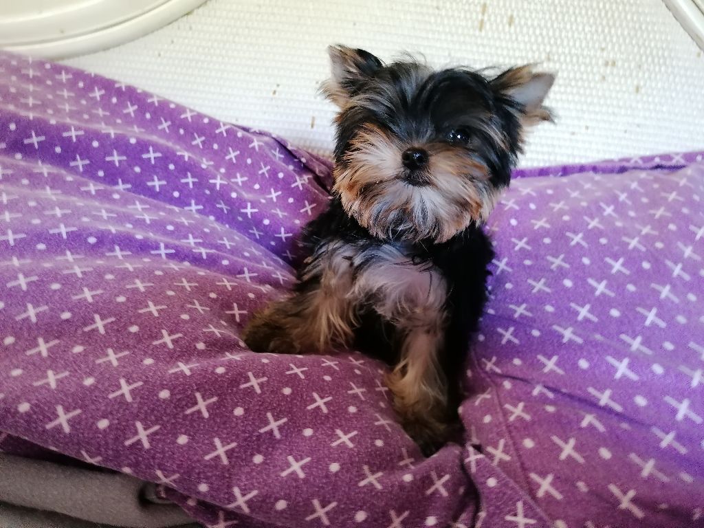 de France D'Iela - Yorkshire Terrier - Portée née le 01/05/2021