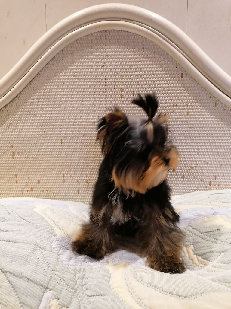 Chiot Yorkshire Terrier de France D'Iela
