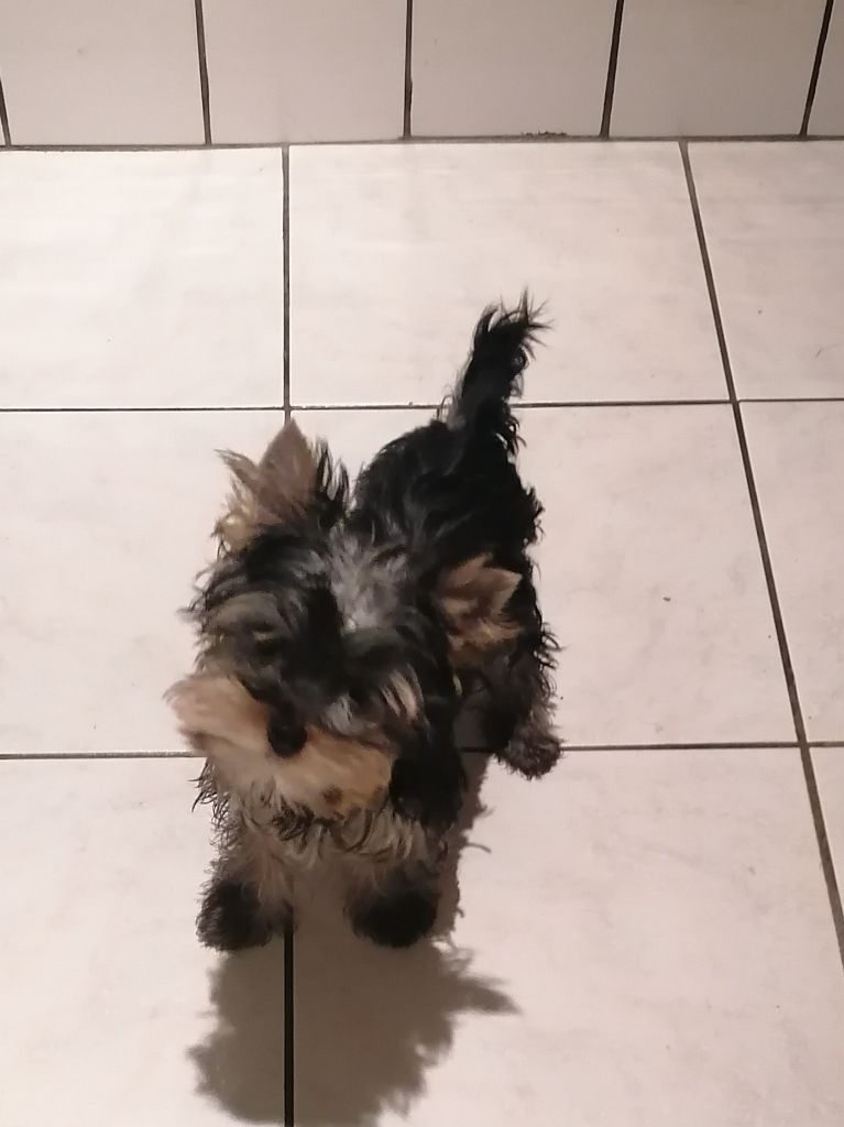 de France D'Iela - Chiots disponibles - Yorkshire Terrier